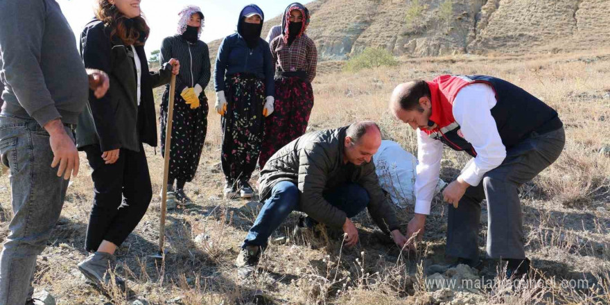 Erzincan’da Tuz Çalısı Ormanı kuruldu