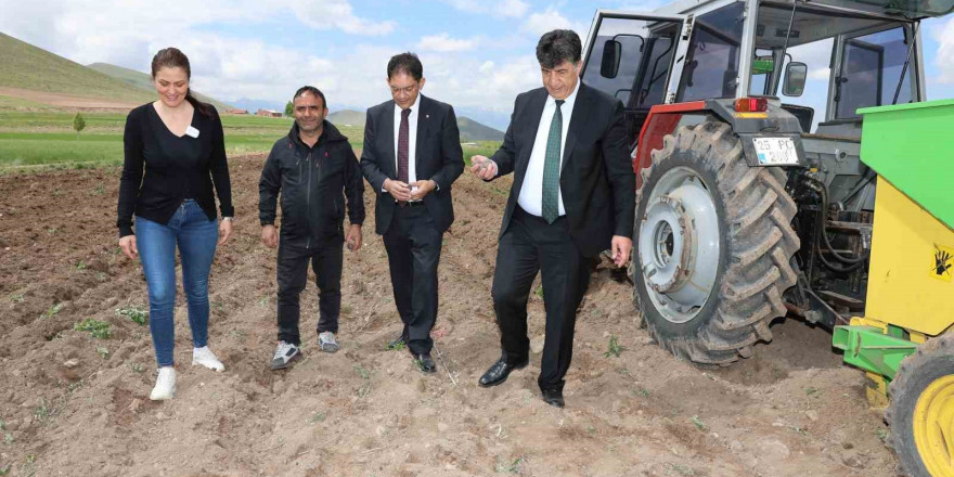 Erzurum’da ilk defa mor patates ekimi yapıldı