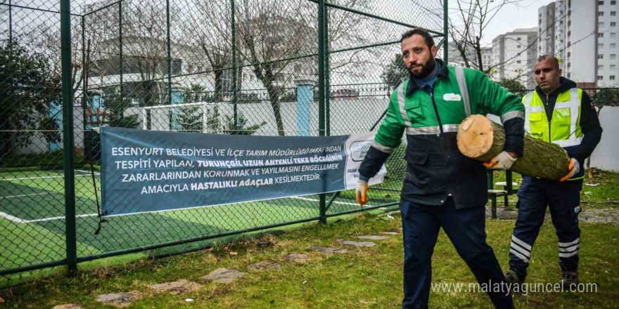 Esenyurt’ta teke böceğine karşı etkin mücadele