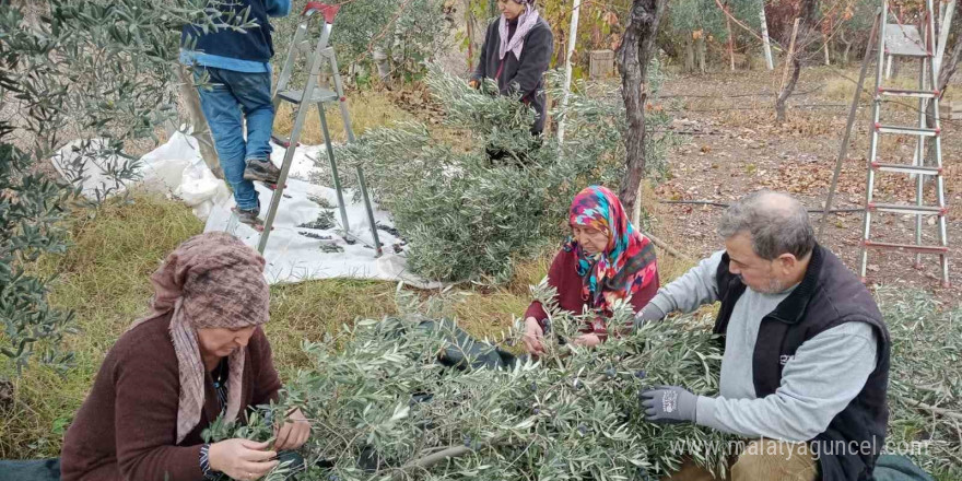 Eskişehir’de çiftçiler dönümden 2 ton zeytin aldı, yüzleri güldü