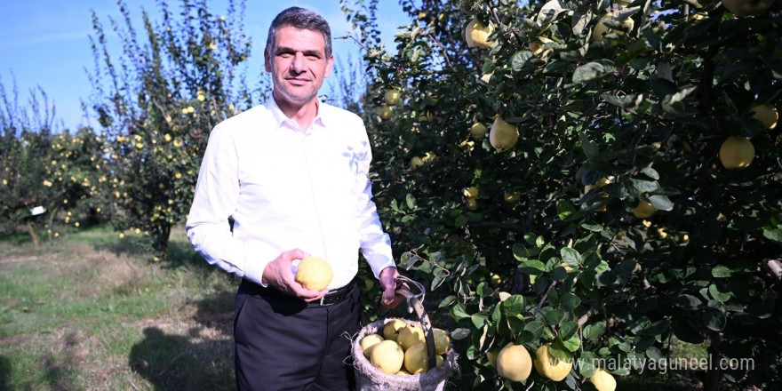 Eşme Ayva Festivali 20 Ekim’de düzenlenecek