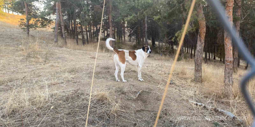 Evine dönen akademisyene köpekler saldırdı