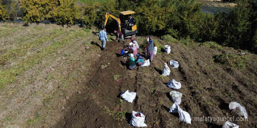 Ezberlerdeki patates algısını bozan tatlı patateste hasat zamanı