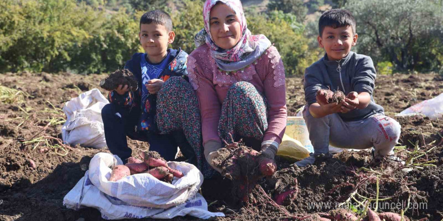 Ezberlerdeki patates algısını bozan tatlı patateste hasat zamanı