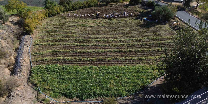 Ezberlerdeki patates algısını bozan tatlı patateste hasat zamanı