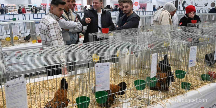 Farklı ırklardan bin 750 kanatlı hayvan ve süs tavuğu Isparta’da