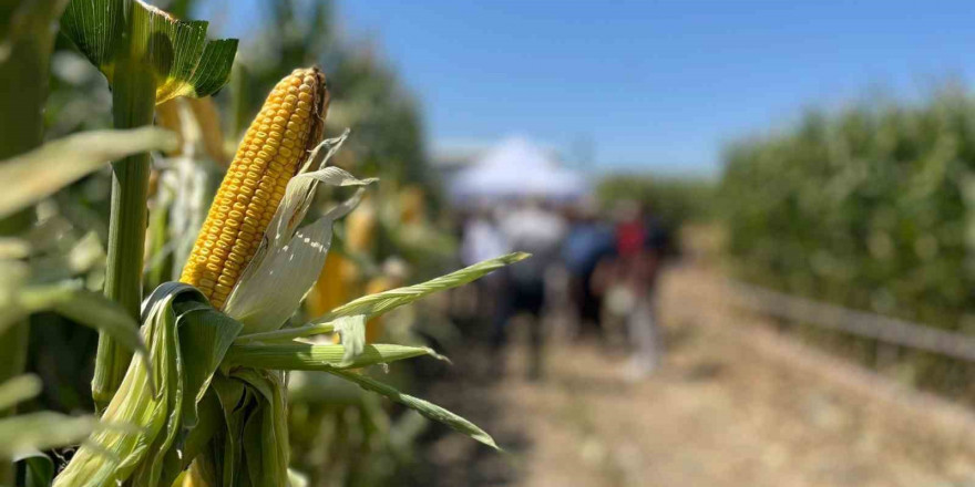 Farklı şehirlerden gelen çiftçiler, tarlada yetişen mısırları inceledi