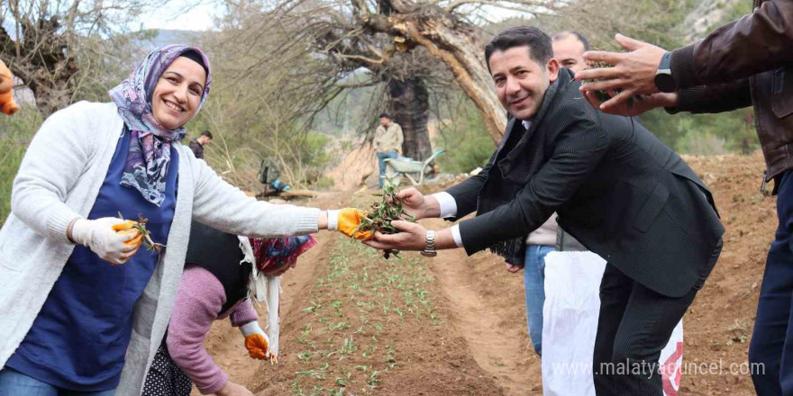 Feke’de sahlep fidanları toprakla buluştu