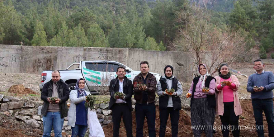 Feke’de sahlep fidanları toprakla buluştu