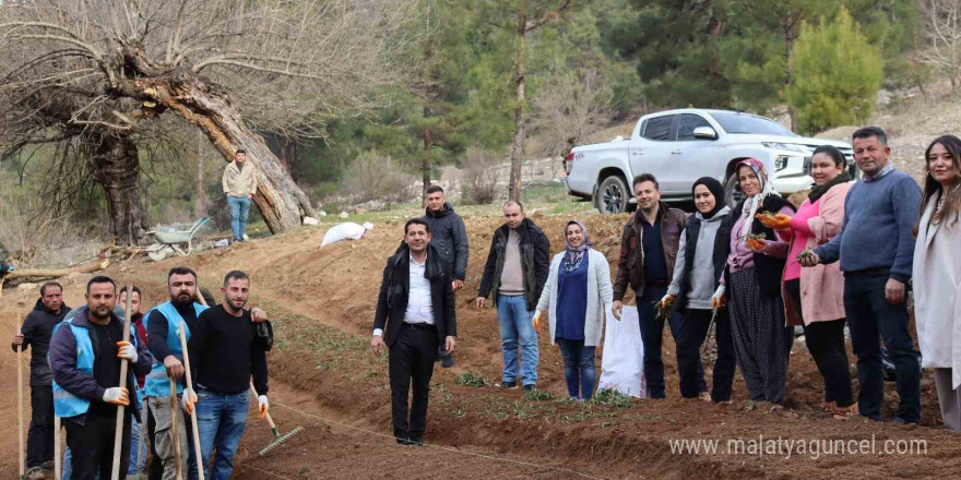 Feke’de sahlep fidanları toprakla buluştu