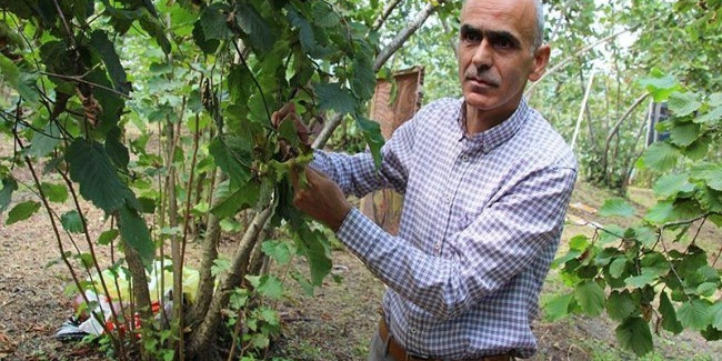 Fındık üreticisi hasat öncesi fiyatın açıklanmasını bekliyor