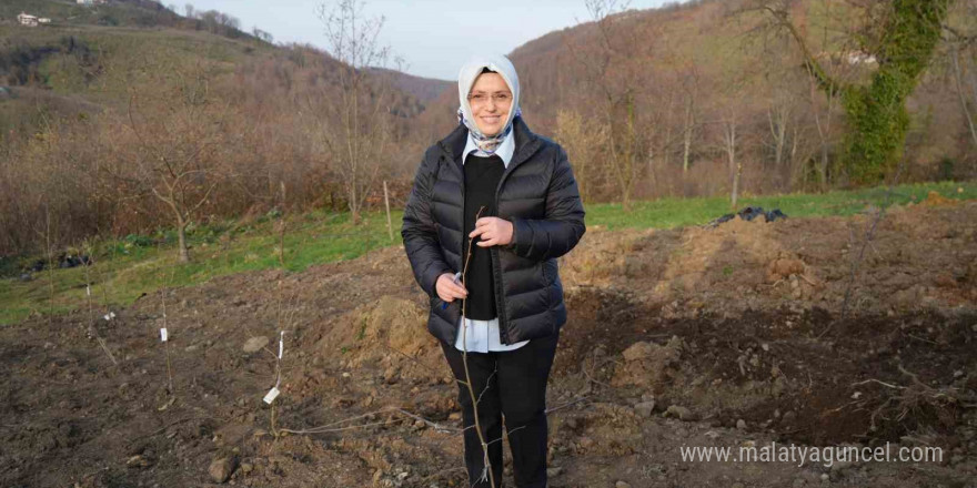 Fındık üreticisinin en büyük derdi tarih oluyor