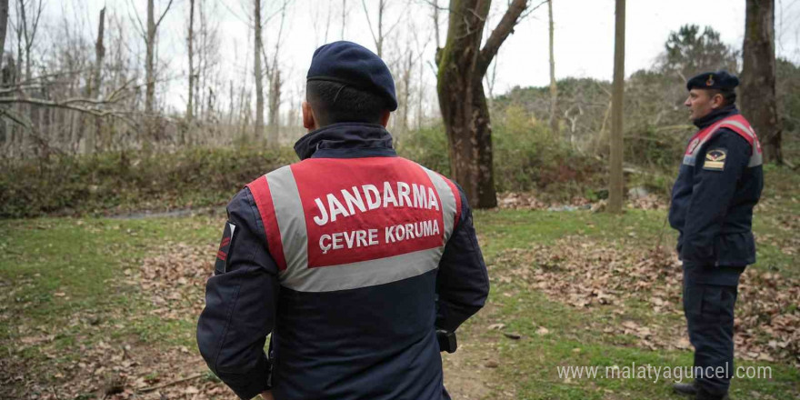 Firar eden ayı havadan ve karadan aranıyor