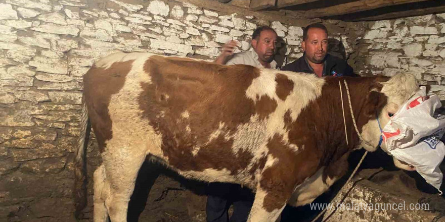 Firari inek 42 günlük kovalamacanın ardından yakalandı