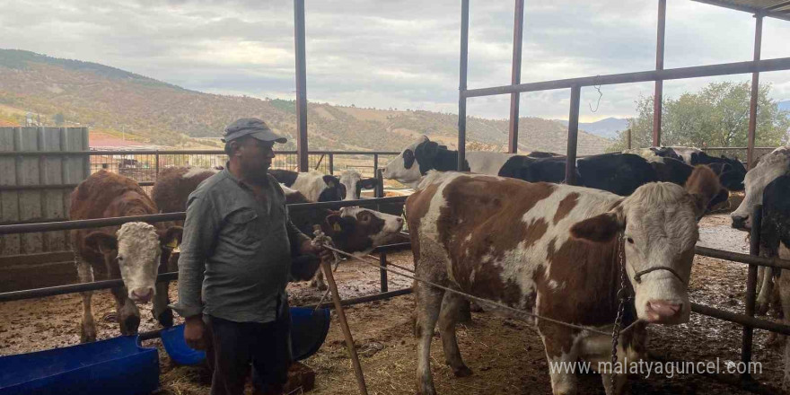 Firari inek 42 günlük kovalamacanın ardından yakalandı