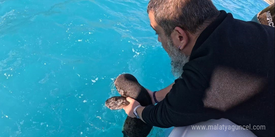 Fırtına mağduru yavru fok, el birliğiyle annesine kavuştu