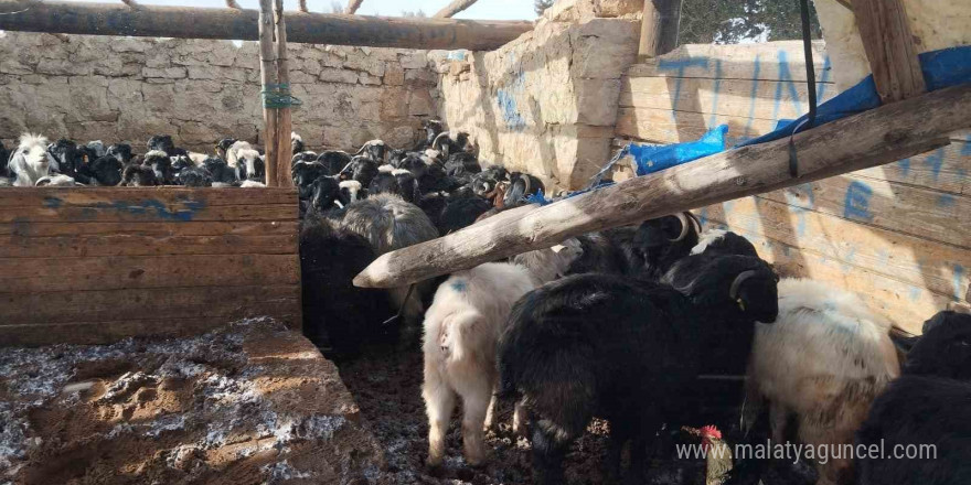 Fırtına Mersin’de hayvan barınağına zarar verdi