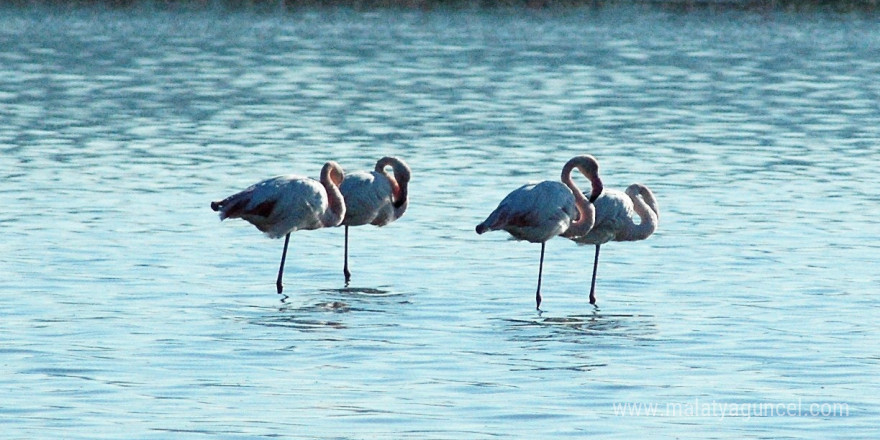 Flamingolara köpük tehdidi