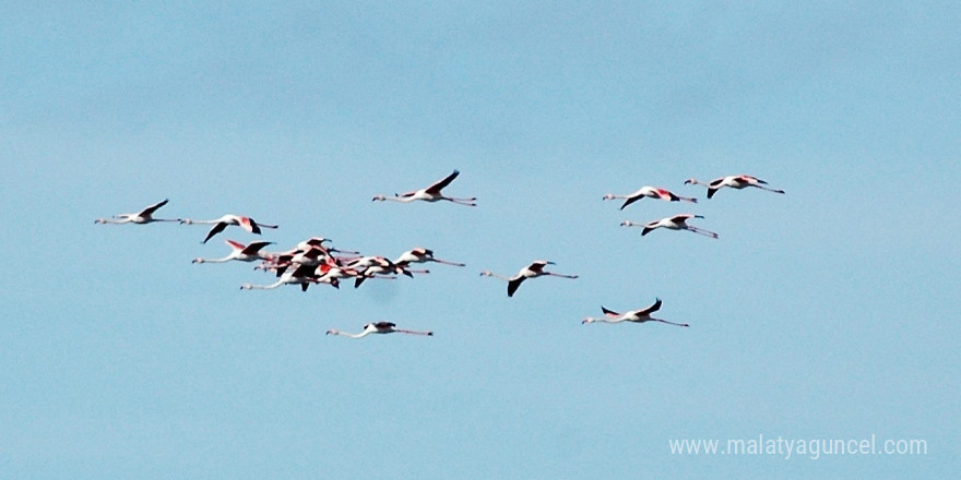 Flamingolara köpük tehdidi