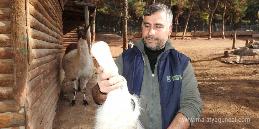 Gaziantep Zoo Parkı’nda bin 100 doğum sevinci yaşandı