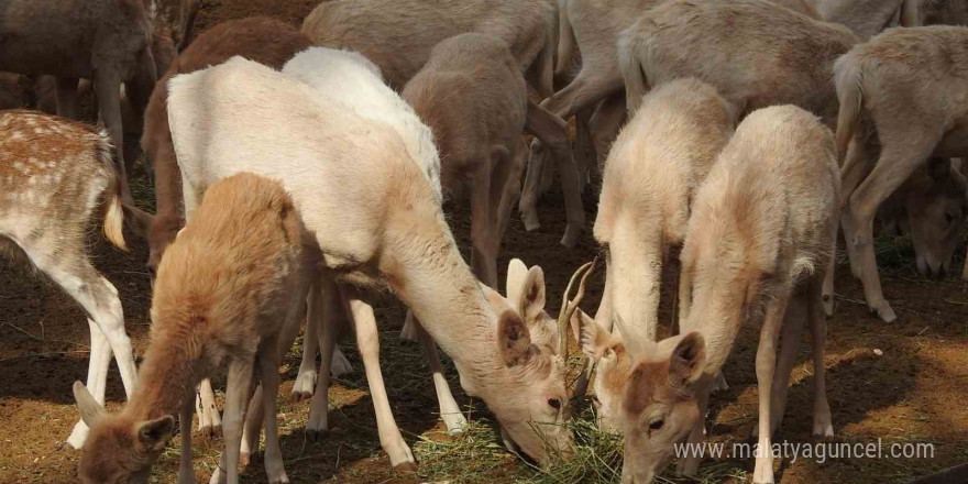 Gaziantep Zoo Parkı’nda bin 100 doğum sevinci yaşandı