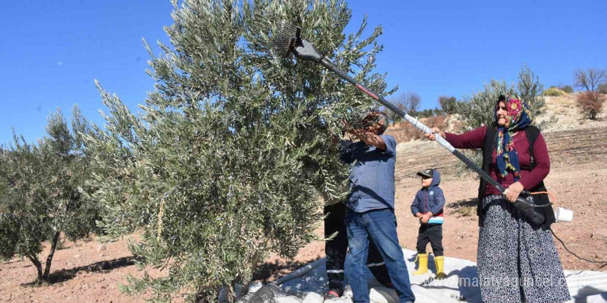 Gaziantep’te zeytin hasadı başladı