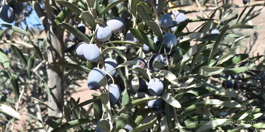 Gaziantep’te zeytin hasadı başladı