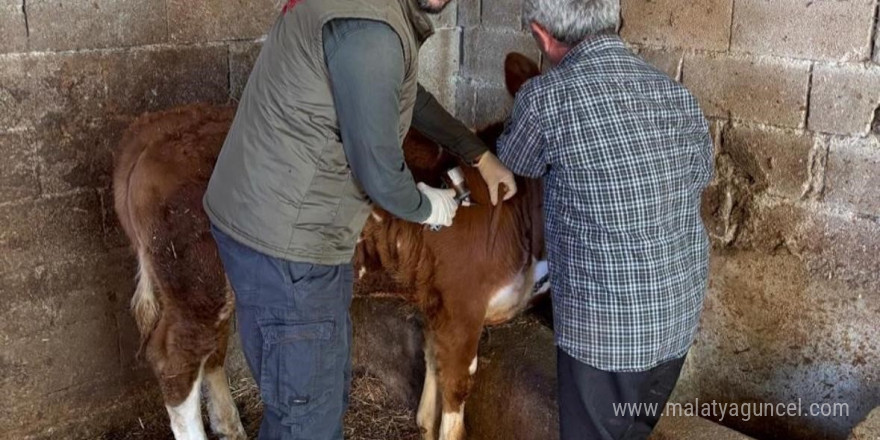 Gazipaşa’da hayvan sağlığı için aşılama seferberliği