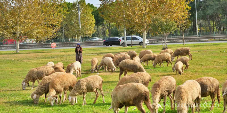 Geçimlerini 44 yıldır kent merkezindeki yeşil alanlarda koyunlarını otlatarak kazanıyorlar