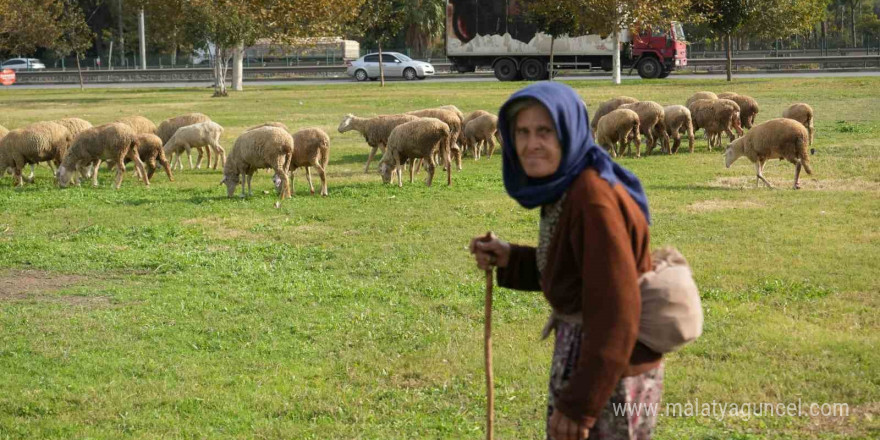 Geçimlerini 44 yıldır kent merkezindeki yeşil alanlarda koyunlarını otlatarak kazanıyorlar