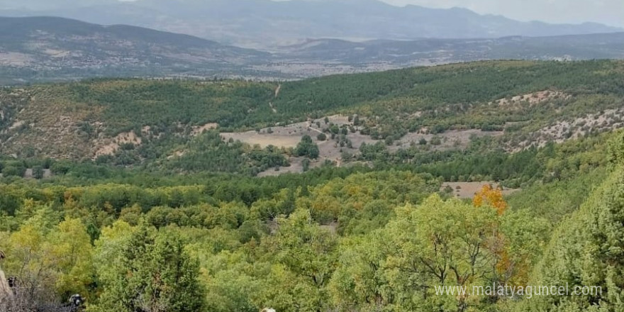 Gediz’de ayı koyunu parçaladı, çobanlar tedirgin