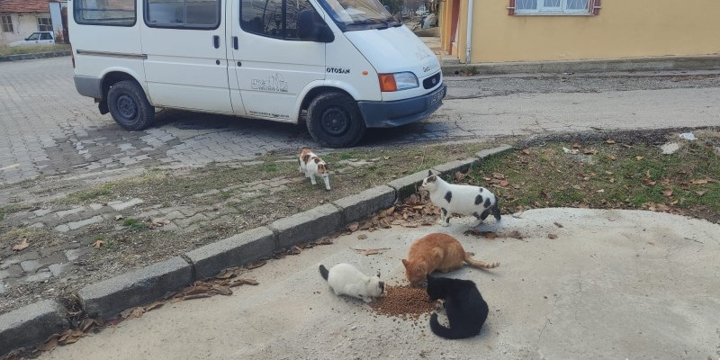 Gediz’de sokak hayvanlarına mama desteği