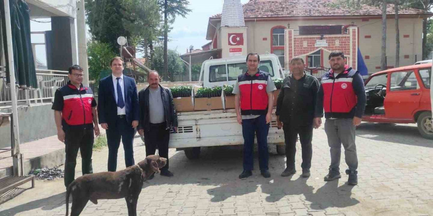 Gediz’de üreticilere yüzde 50 hibeli 26 bin 780 kök biber ve domates fidesi