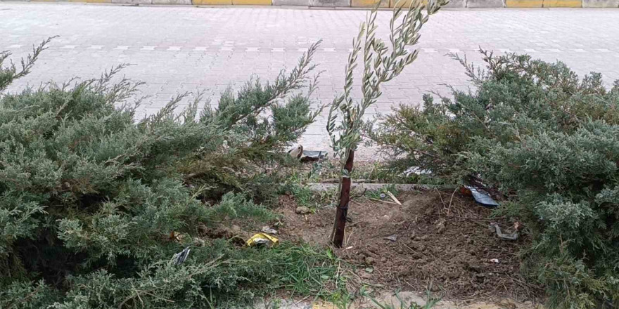 Gelecek nesillere daha yeşil bir mahalle bırakacaklar