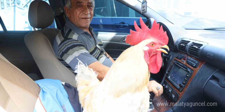 Gelen tüm teklifleri reddeden esnaf,  19 aydır beslediği horozunu Mercedes’iyle şehir turuna çıkarıyor