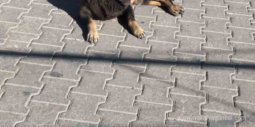 Germencik’te yaşlı adama köpekler saldırdı