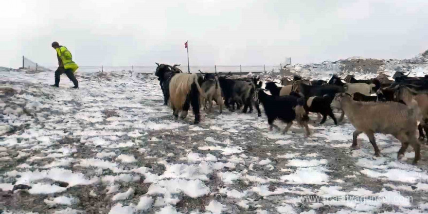 Giresun yaylalarına kar yağdı, çobanlar zorlu dönüş yolculuğuna çıktı