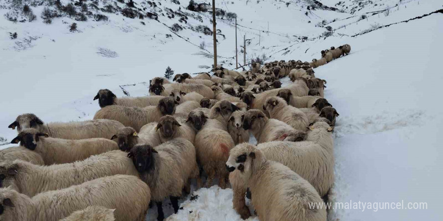 Giresun yaylalarında yağan karla kartpostallık görüntüler oluştu