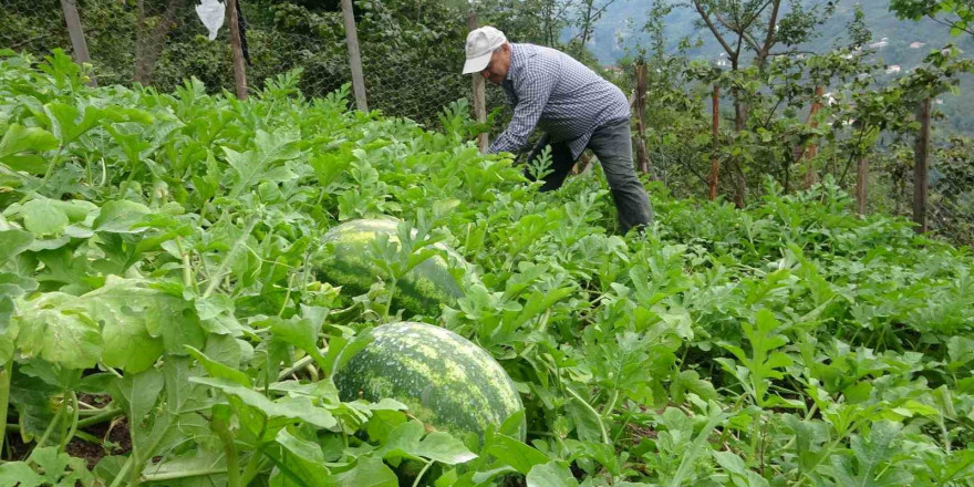 Giresun’da fındık üreticisi Adana karpuzu yetiştiriciliğine başladı