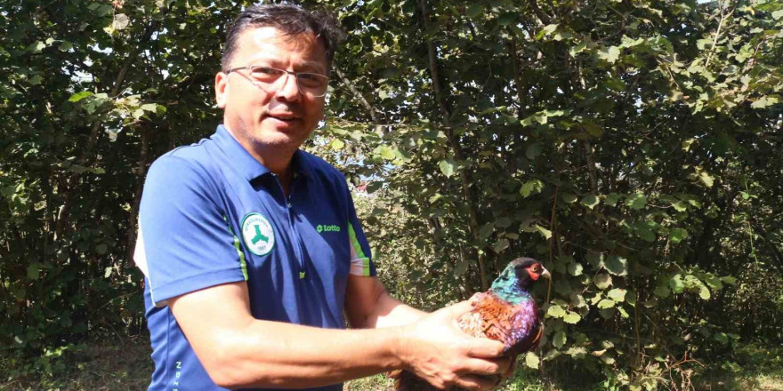 Giresun’da kene mücadelesine karşı doğaya sülün ve keklik salındı