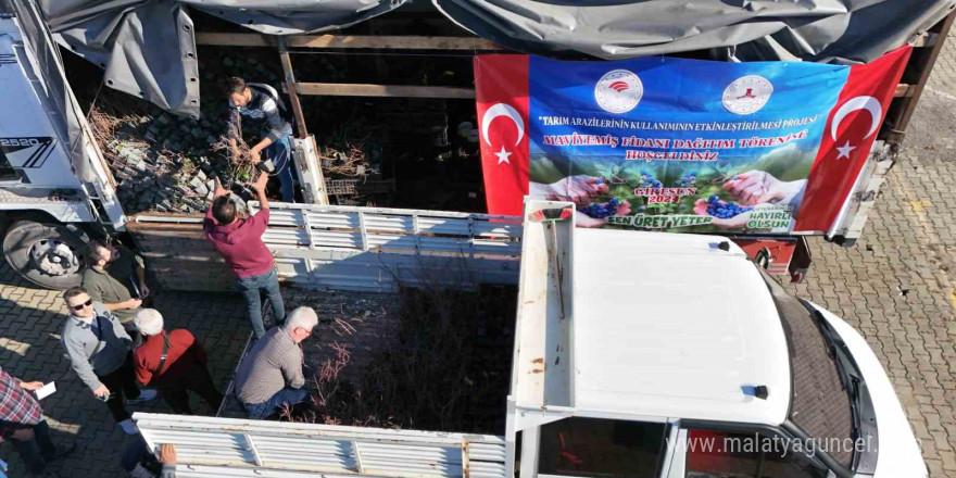 Giresun’da Maviyemiş üretimi artıyor