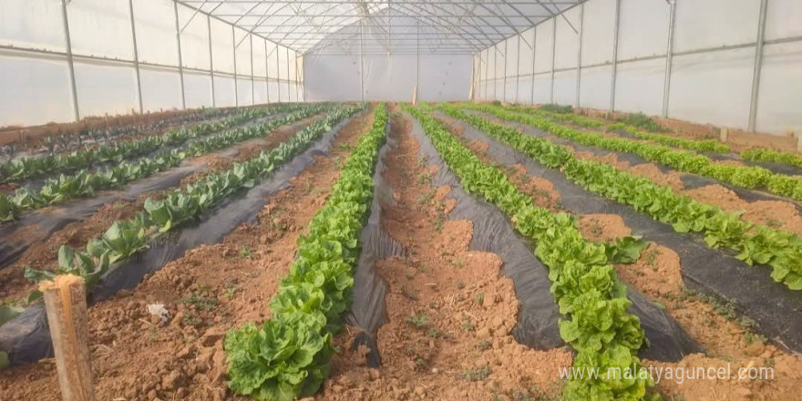 Giresun’da seracılık projesi ilk meyvelerini verdi