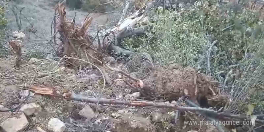 Giresun’un Çamoluk ilçesinde sökülen yarım asırlık ceviz ağaçları tepkiye neden oldu