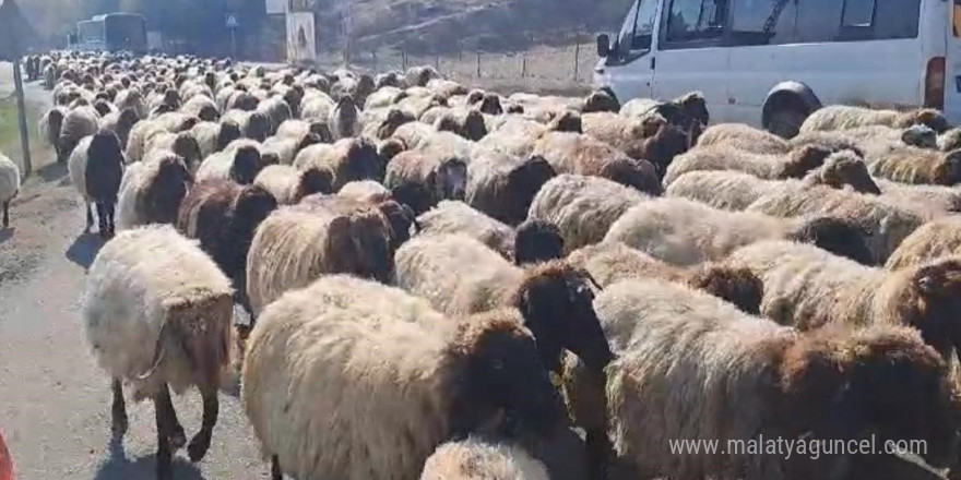 Göçerlerin yaylalardan dönüş yolculuğu hız kazandı