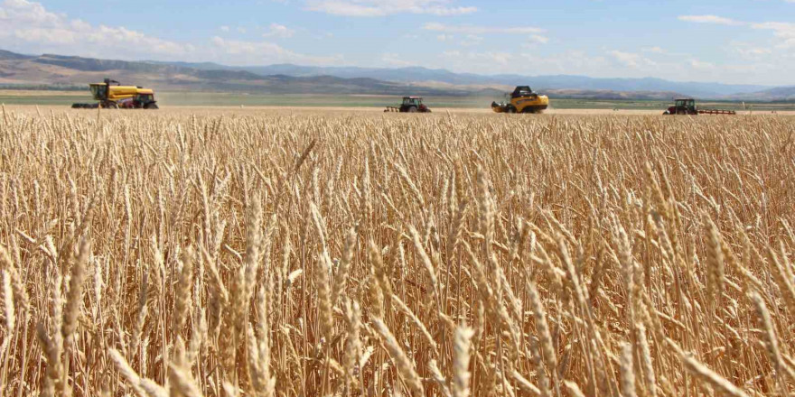 Gökhöyük’te tohumluk buğday hasadı başladı: 4 bin 500 ton üretim bekleniyor