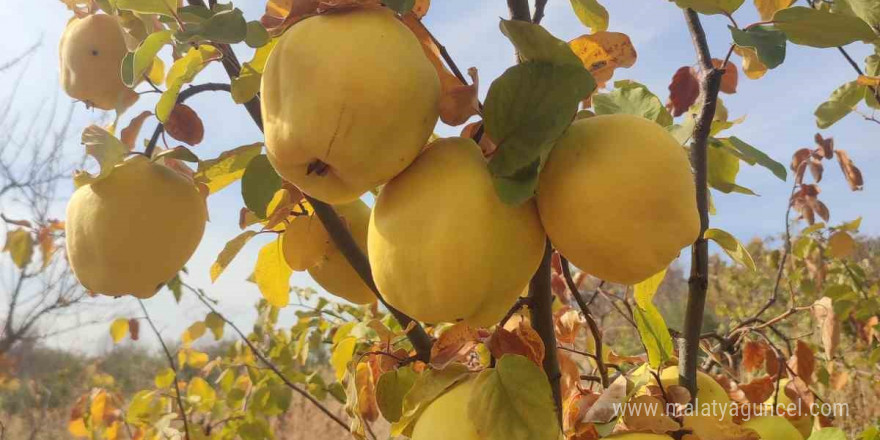 Gördes’te ayva zamanı