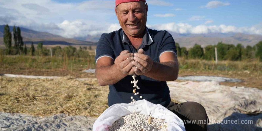 Güle oynaya hasat edilen kuru fasulyede yüksek rekolte çiftçinin yüzünü güldürdü