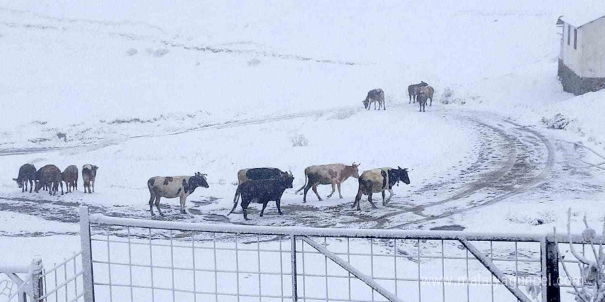 Gümüşhane yaylaları kar altında