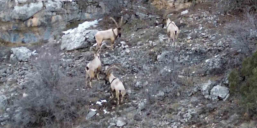 Gümüşhane’de yaban keçileri ve ayılar dronla görüntülendi