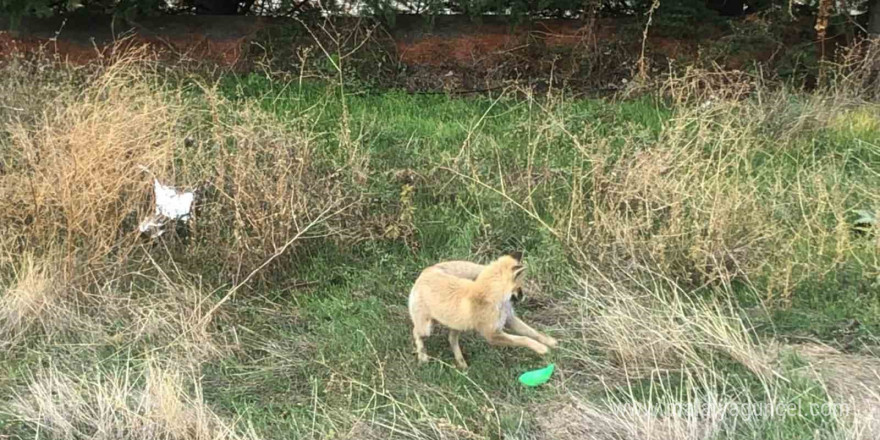 Gündüz vakti şehir merkezine inen tilkinin plastik top parçası ile oyunu kameralara takıldı